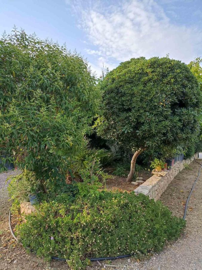 Palm-Tree Apartman Arkúdi Kültér fotó